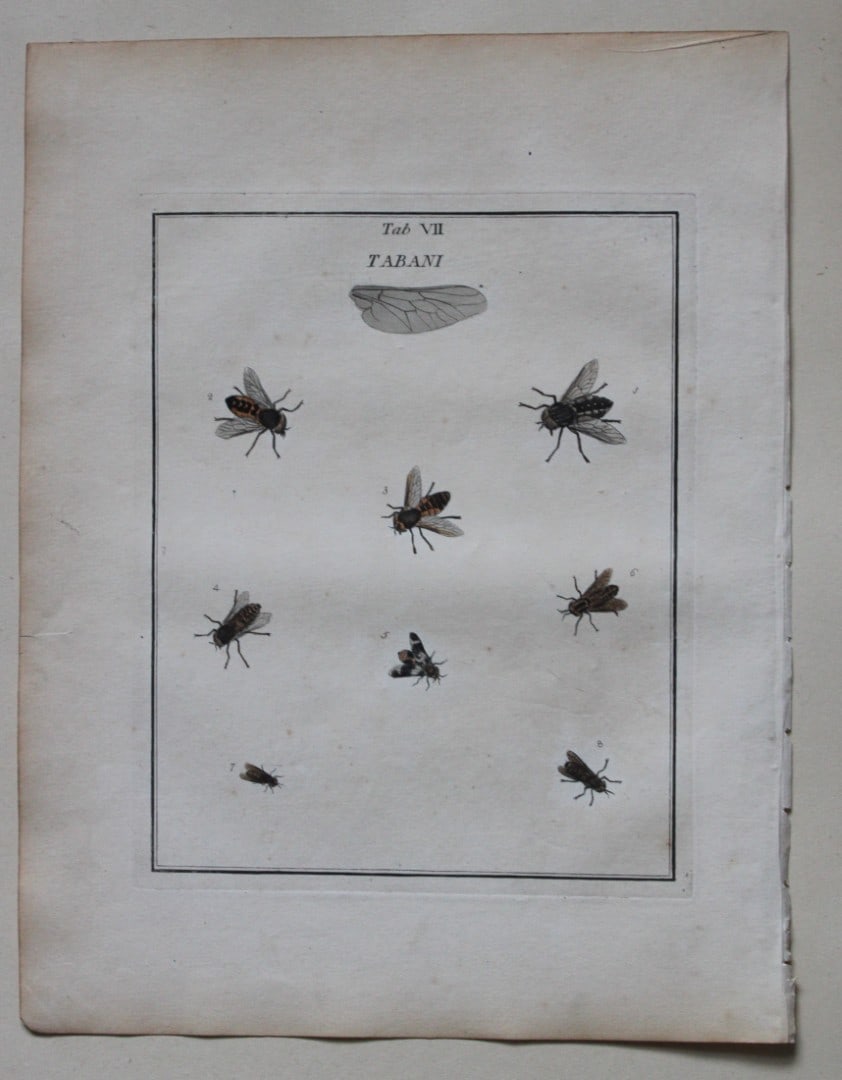 Moses Harris - Rare hand coloured engraving of Horse Flies (Tabani) 1776: These original hand-coloured copper-plate engravings of Flies - Chrysides & Muscae are from An Exposition of English Insects by Moses Harris. Printed for the author by Messrs Robson & Co London 1776.T