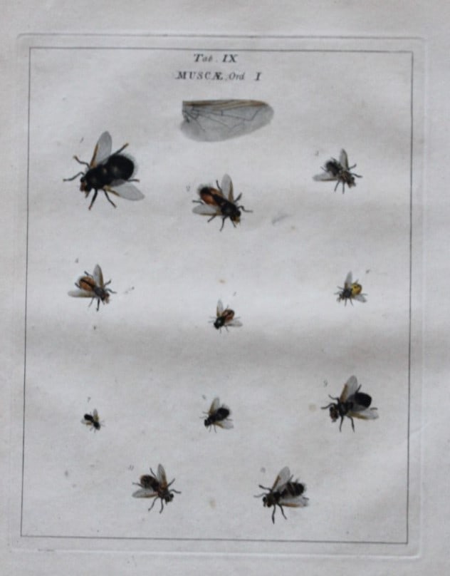 Moses Harris - Rare hand coloured engraving of Flies (Muscae) 1776: These original hand-coloured copper-plate engravings of Flies - Chrysides & Muscae are from An Exposition of English Insects by Moses Harris. Printed for the author by Messrs Robson & Co London 1776.T