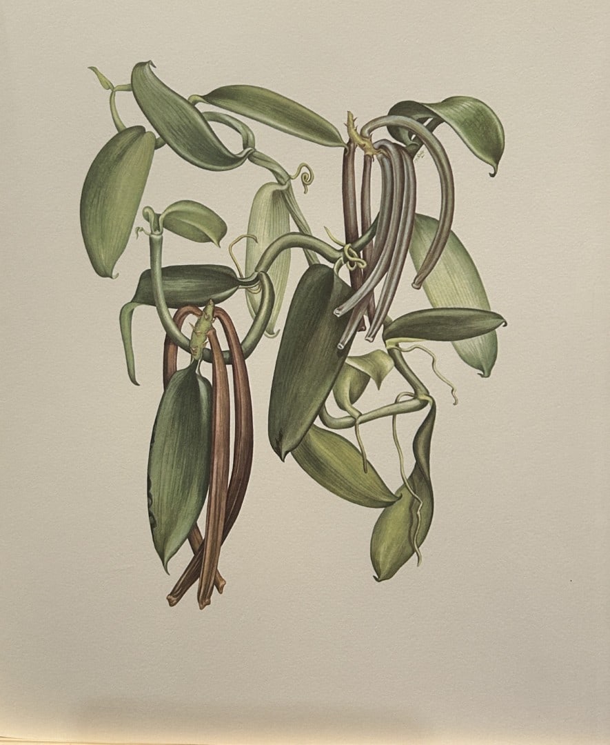 Mary Grierson - Beautiful lithograph of Orchids 1973.: This stunning lithograph of orchids was drawn by the artist Mary A Grierson and is from Orchidaceae by Francis Hunt. Published by Bourton Press, Bourton, England 1973. The work gives an excellent intr