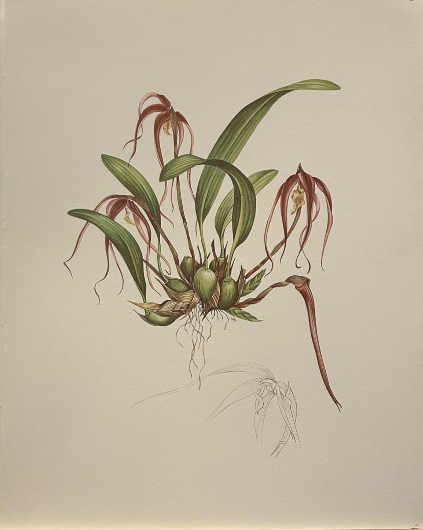 Mary Grierson - Beautiful lithograph of Orchids 1973: This stunning lithograph of orchids was drawn by the artist Mary A Grierson and is from Orchidaceae by Francis Hunt. Published by Bourton Press, Bourton, England 1973. The work gives an excellent intr