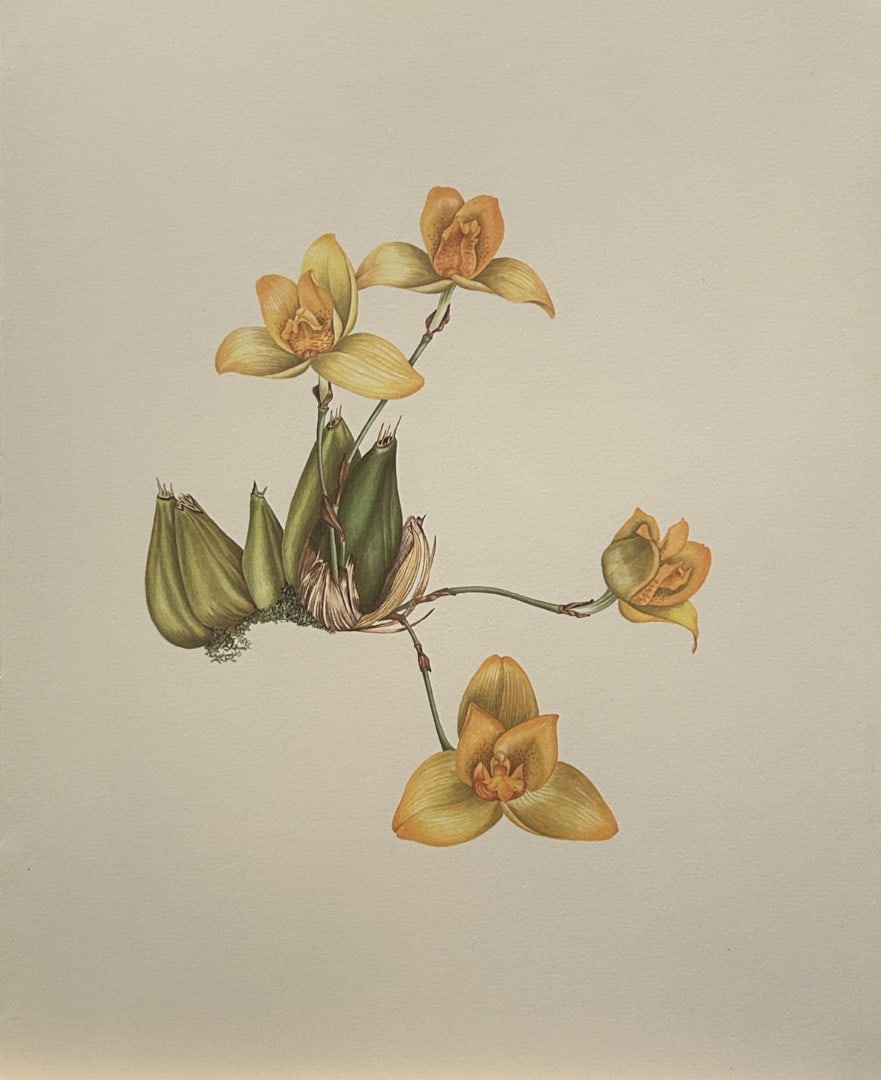 Mary Grierson - Beautiful lithograph of Orchids 1973: This stunning lithograph of orchids was drawn by the artist Mary A Grierson and is from Orchidaceae by Francis Hunt. Published by Bourton Press, Bourton, England 1973. The work gives an excellent intr