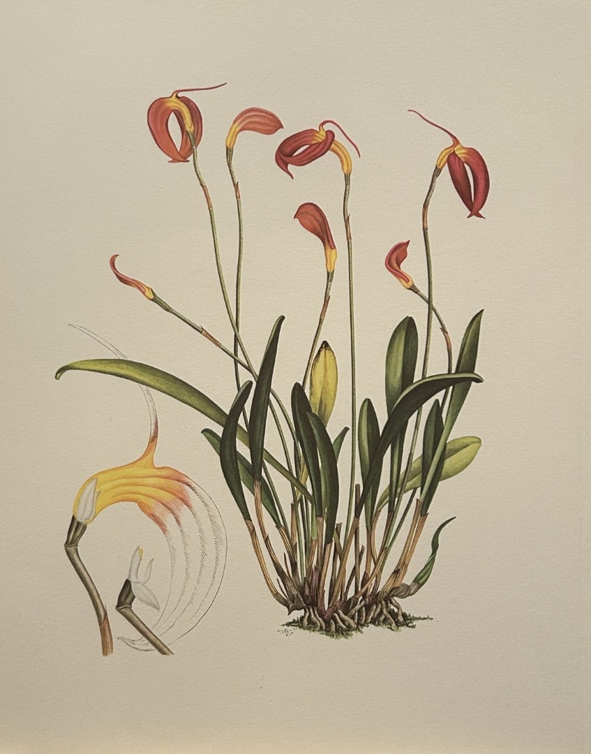 Mary Grierson - Beautiful lithograph of Orchids 1973: This stunning lithograph of orchids was drawn by the artist Mary A Grierson and is from Orchidaceae by Francis Hunt. Published by Bourton Press, Bourton, England 1973. The work gives an excellent intr