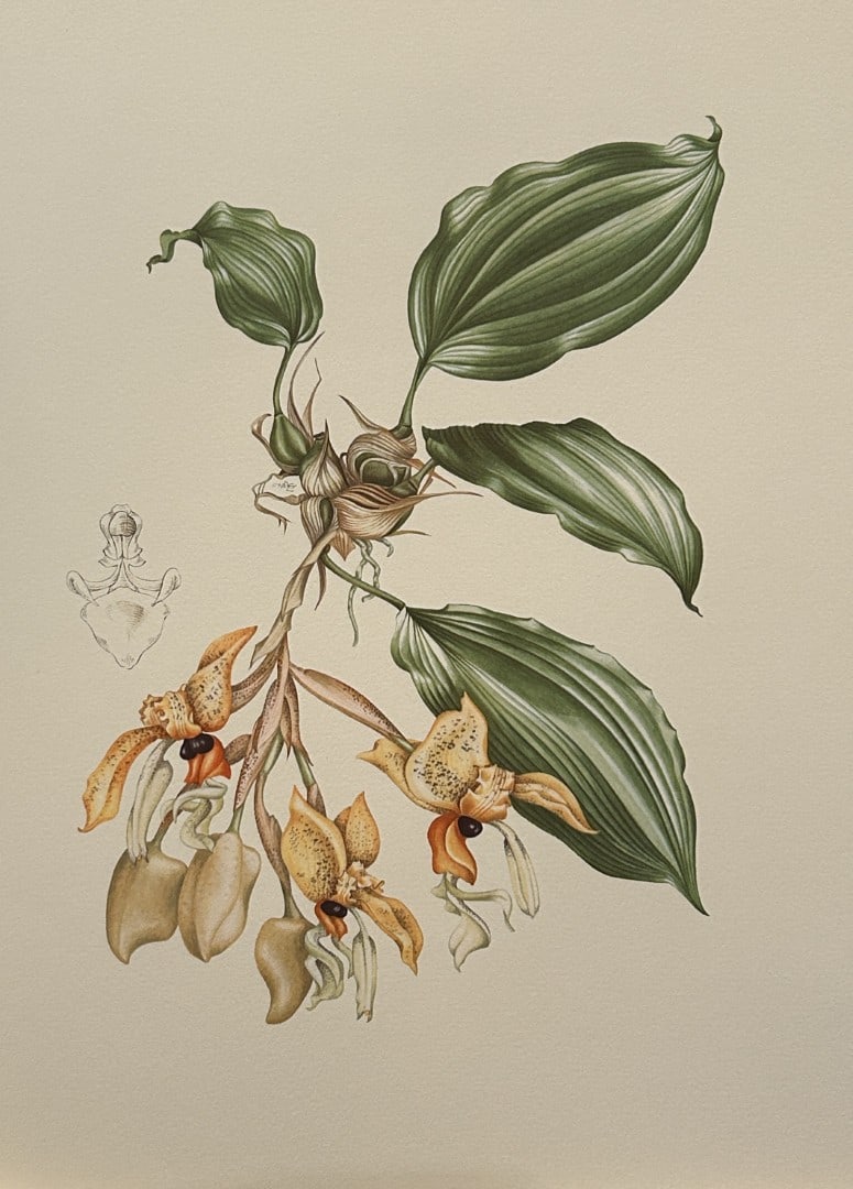 Mary Grierson - Beautiful lithograph of Orchids 1973: This stunning lithograph of orchids was drawn by the artist Mary A Grierson and is from Orchidaceae by Francis Hunt. Published by Bourton Press, Bourton, England 1973. The work gives an excellent intr