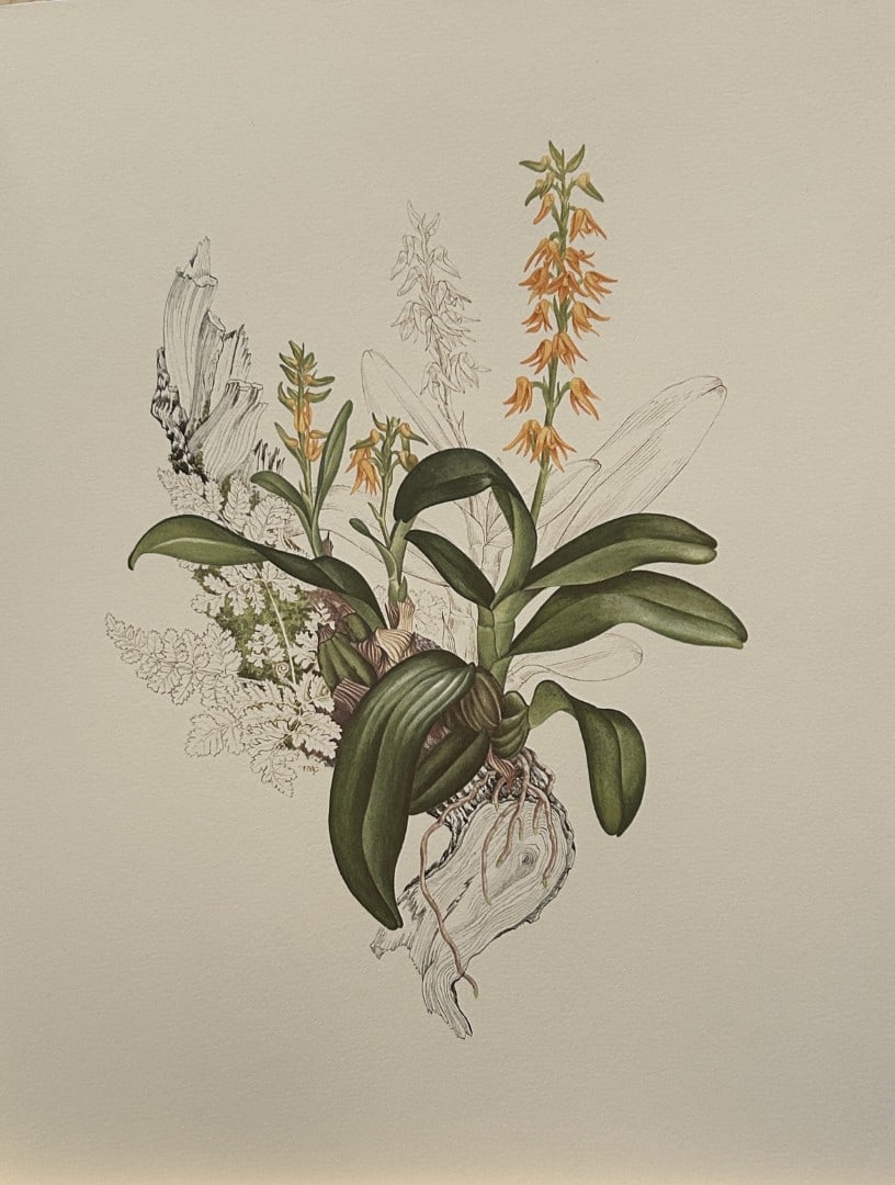 Mary Grierson - Beautiful lithograph of Orchids 1973: This stunning lithograph of orchids was drawn by the artist Mary A Grierson and is from Orchidaceae by Francis Hunt. Published by Bourton Press, Bourton, England 1973. The work gives an excellent intr