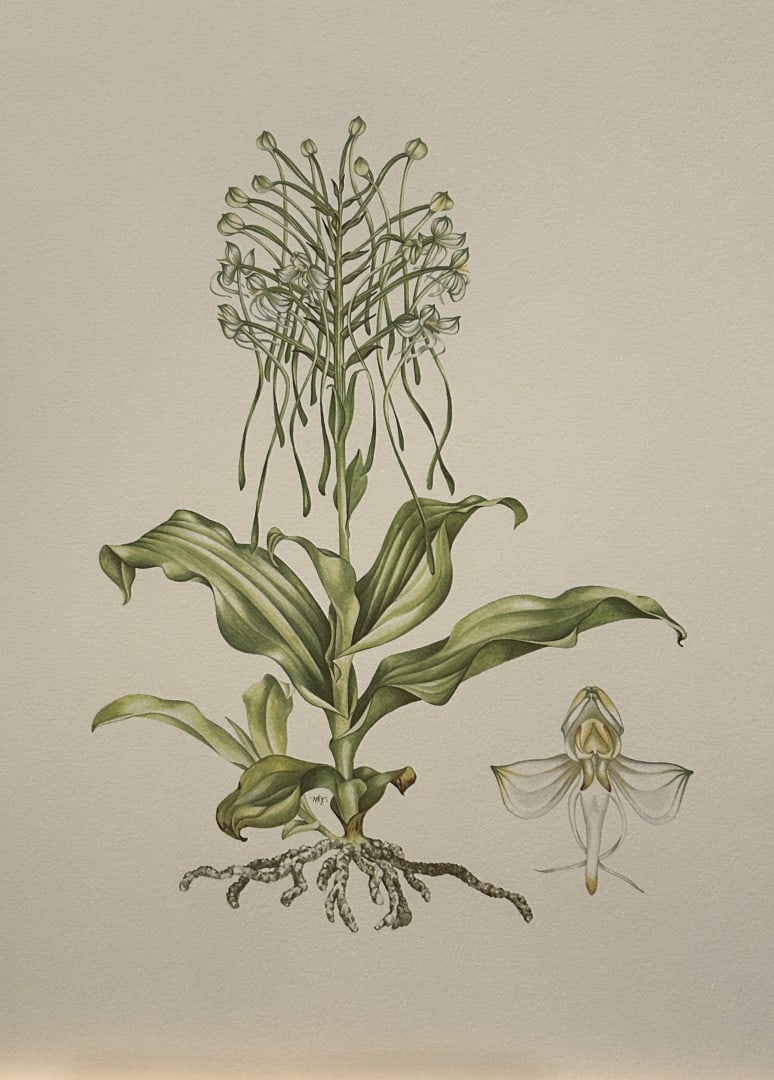 Mary Grierson - Beautiful lithograph of Orchids 1973: This stunning lithograph of orchids was drawn by the artist Mary A Grierson and is from Orchidaceae by Francis Hunt. Published by Bourton Press, Bourton, England 1973. The work gives an excellent intr