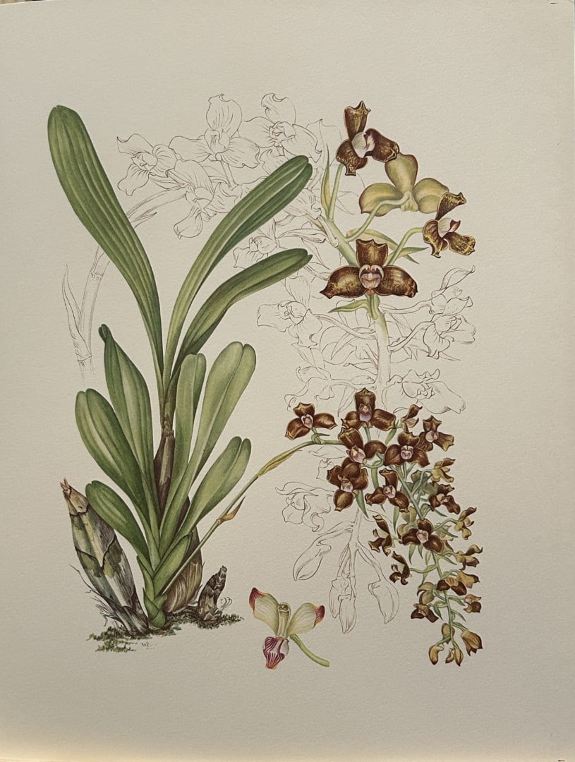 Mary Grierson - Beautiful lithograph of Orchids 1973: This stunning lithograph of orchids was drawn by the artist Mary A Grierson and is from Orchidaceae by Francis Hunt. Published by Bourton Press, Bourton, England 1973. The work gives an excellent intr