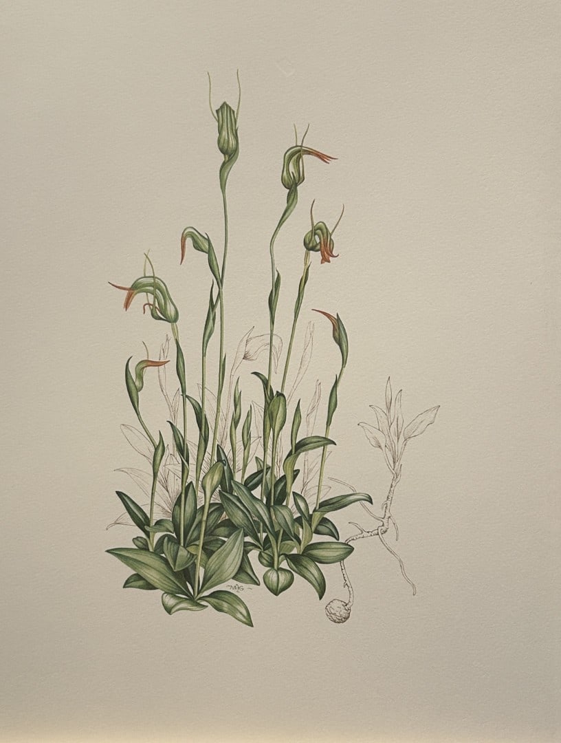 Mary Grierson - Beautiful lithograph of Orchids 1973: This stunning lithograph of orchids was drawn by the artist Mary A Grierson and is from Orchidaceae by Francis Hunt. Published by Bourton Press, Bourton, England 1973. The work gives an excellent intr