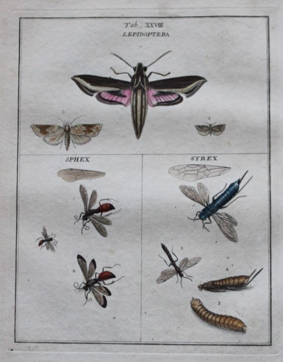 Moses Harris - Rare hand coloured engraving of Moths (Lepidoptera) 1776: These original hand-coloured copper-plate engravings of Flies - Chrysides & Muscae are from An Exposition of English Insects by Moses Harris. Printed for the author by Messrs Robson & Co London 1776.T