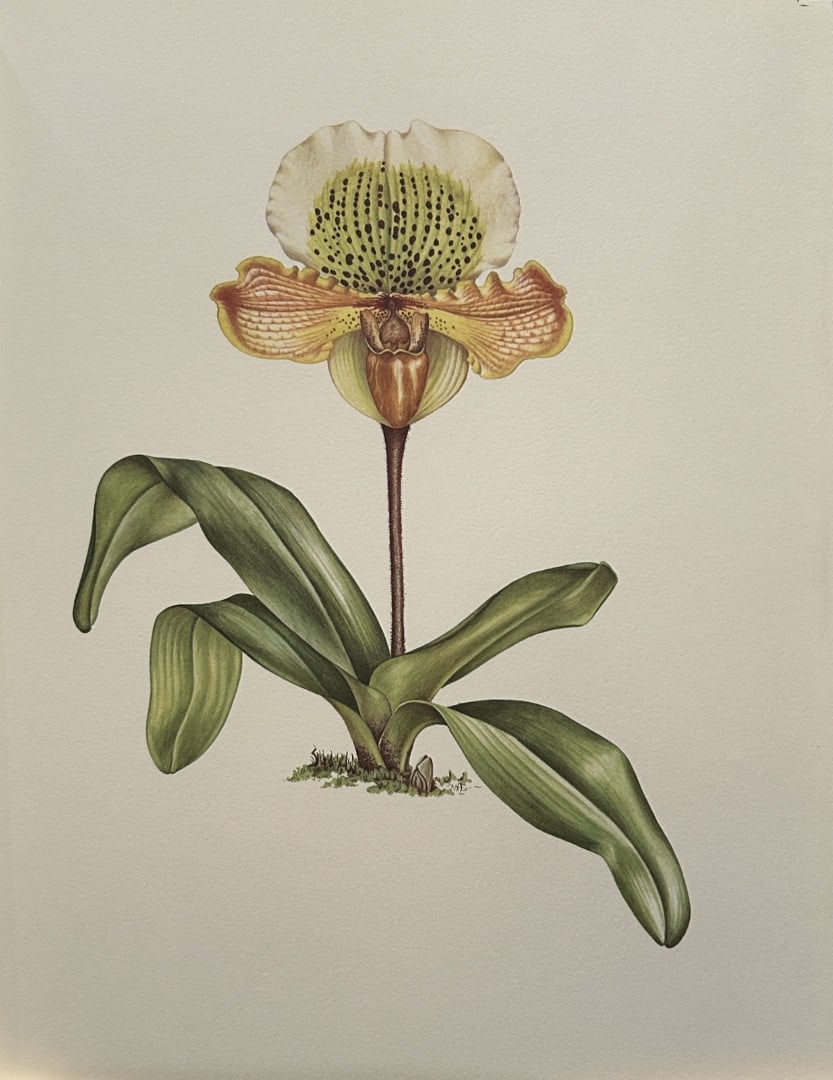 Mary Grierson - Beautiful lithograph of Orchids 1973: This stunning lithograph of orchids was drawn by the artist Mary A Grierson and is from Orchidaceae by Francis Hunt. Published by Bourton Press, Bourton, England 1973. The work gives an excellent intr