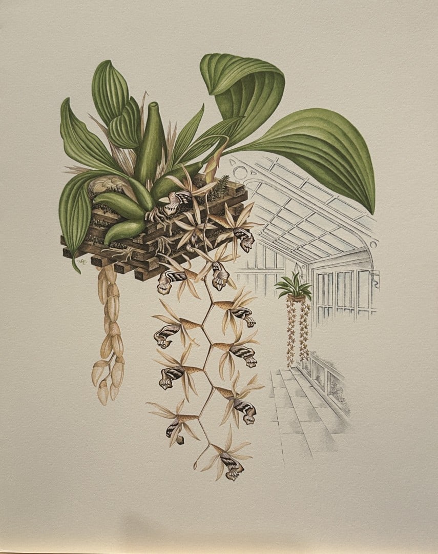 Mary Grierson - Beautiful lithograph of Orchids 1973: This stunning lithograph of orchids was drawn by the artist Mary A Grierson and is from Orchidaceae by Francis Hunt. Published by Bourton Press, Bourton, England 1973. The work gives an excellent intr
