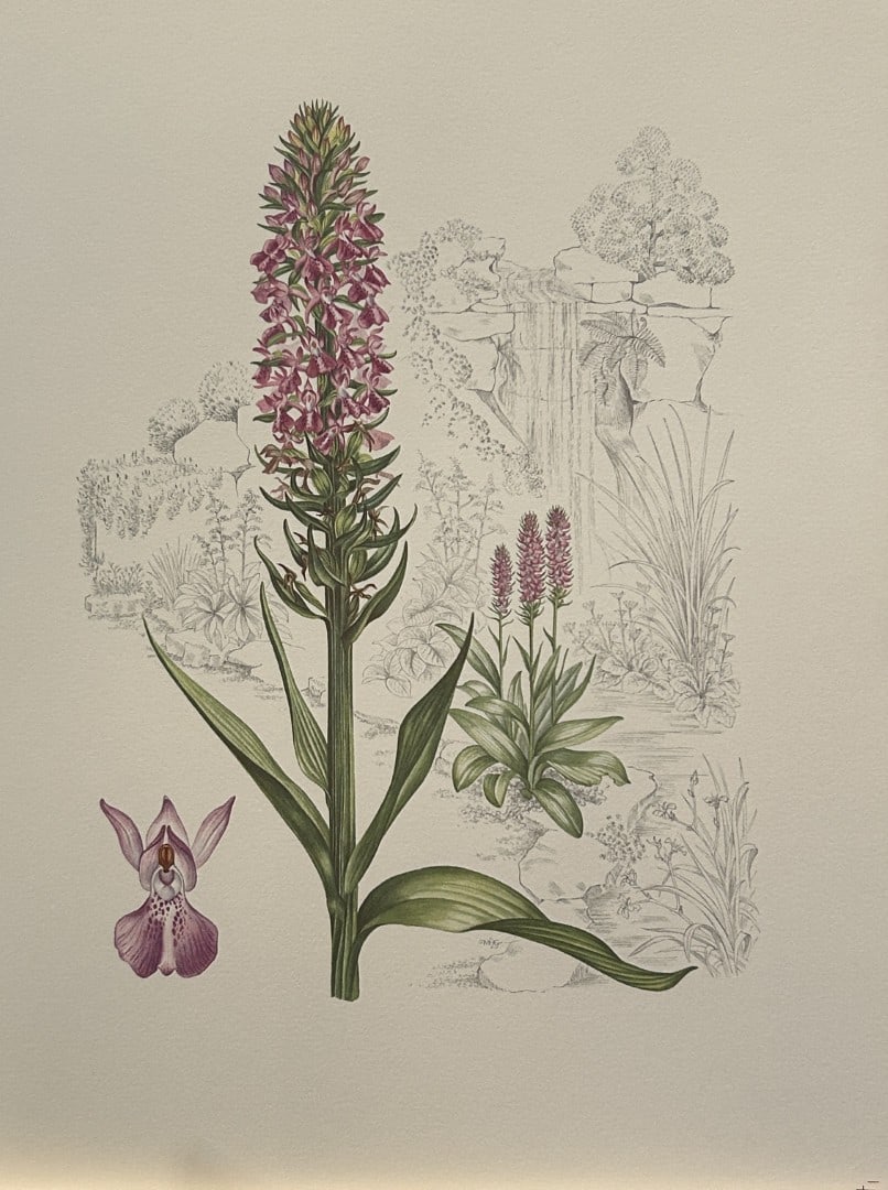 Mary Grierson - Beautiful lithograph of Orchids 1973: This stunning lithograph of orchids was drawn by the artist Mary A Grierson and is from Orchidaceae by Francis Hunt. Published by Bourton Press, Bourton, England 1973. The work gives an excellent intr