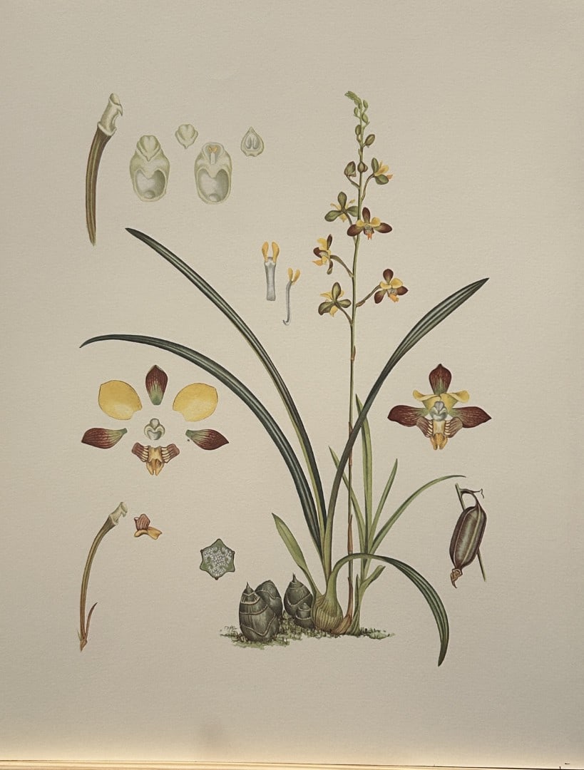 Mary Grierson - Beautiful lithograph of Orchids 1973: This stunning lithograph of orchids was drawn by the artist Mary A Grierson and is from Orchidaceae by Francis Hunt. Published by Bourton Press, Bourton, England 1973. The work gives an excellent intr