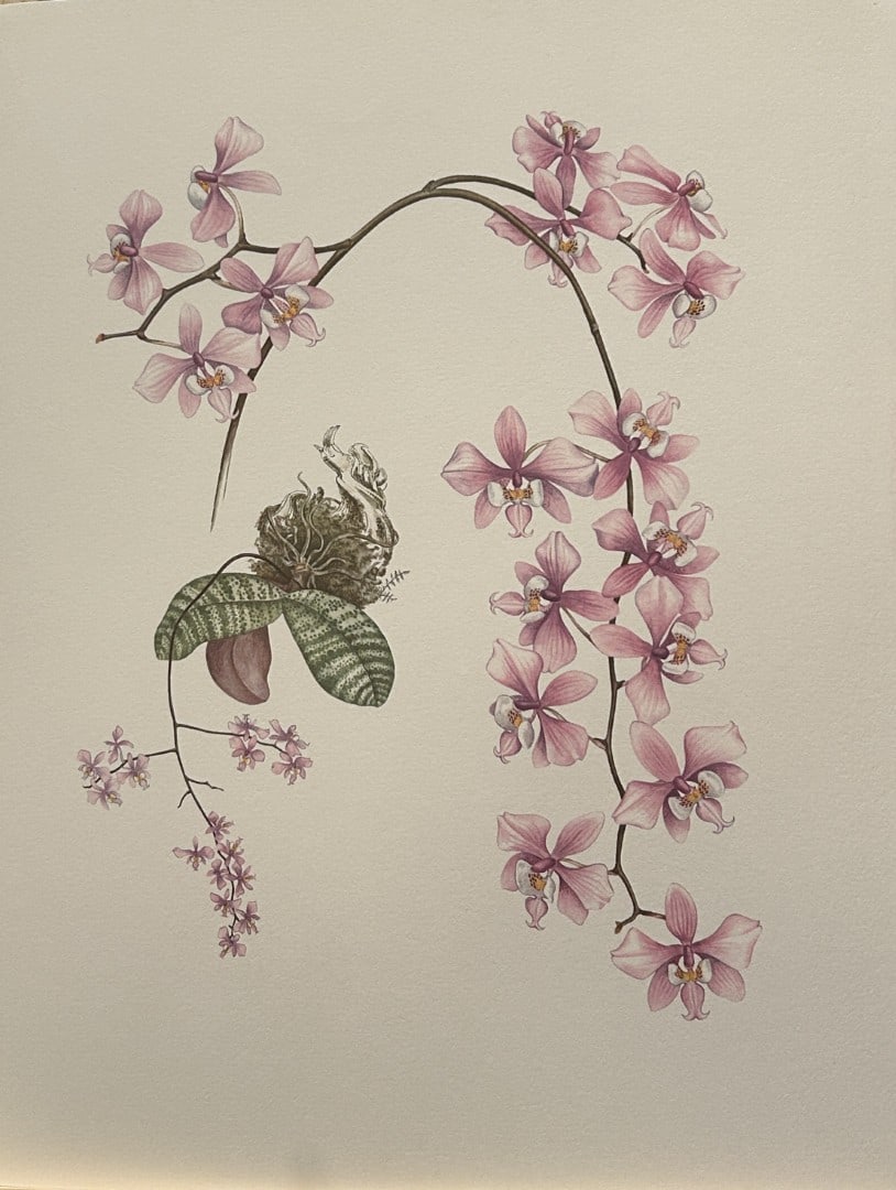 Mary Grierson - Beautiful lithograph of Orchids 1973: This stunning lithograph of orchids was drawn by the artist Mary A Grierson and is from Orchidaceae by Francis Hunt. Published by Bourton Press, Bourton, England 1973. The work gives an excellent intr