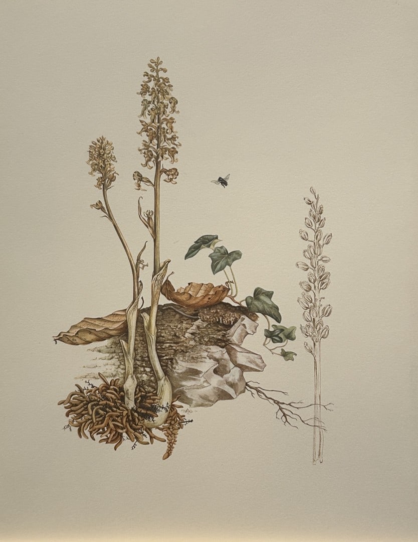 Mary Grierson - Beautiful lithograph of Orchids 1973: This stunning lithograph of orchids was drawn by the artist Mary A Grierson and is from Orchidaceae by Francis Hunt. Published by Bourton Press, Bourton, England 1973. The work gives an excellent intr