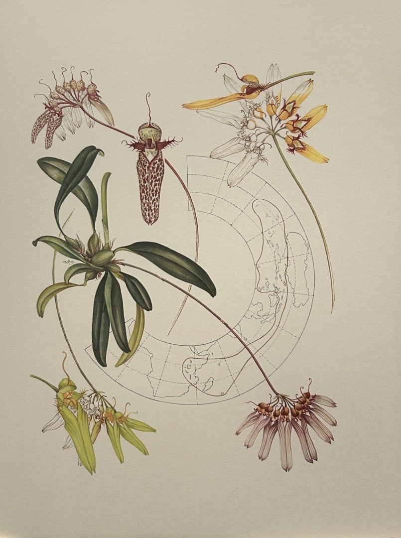 Mary Grierson - Beautiful lithograph of Orchids 1973: This stunning lithograph of orchids was drawn by the artist Mary A Grierson and is from Orchidaceae by Francis Hunt. Published by Bourton Press, Bourton, England 1973. The work gives an excellent intr