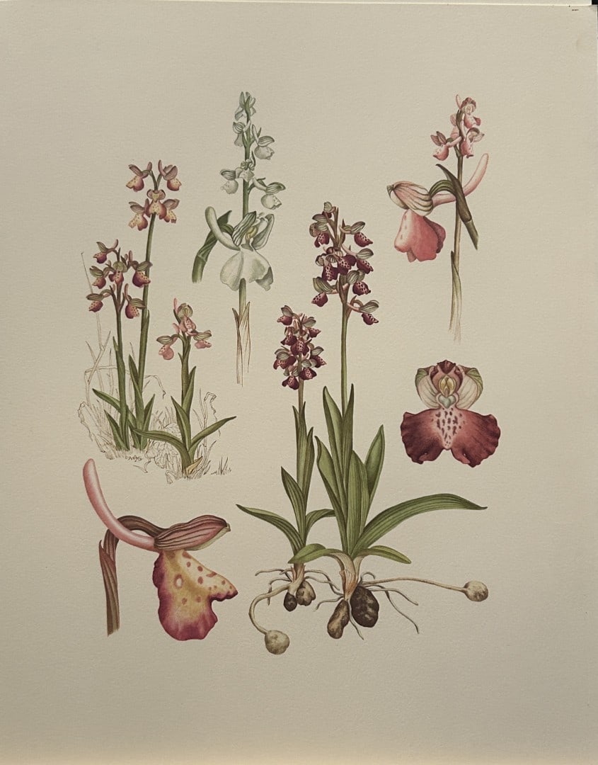 Mary Grierson - Beautiful lithograph of Orchids 1973: This stunning lithograph of orchids was drawn by the artist Mary A Grierson and is from Orchidaceae by Francis Hunt. Published by Bourton Press, Bourton, England 1973. The work gives an excellent intr