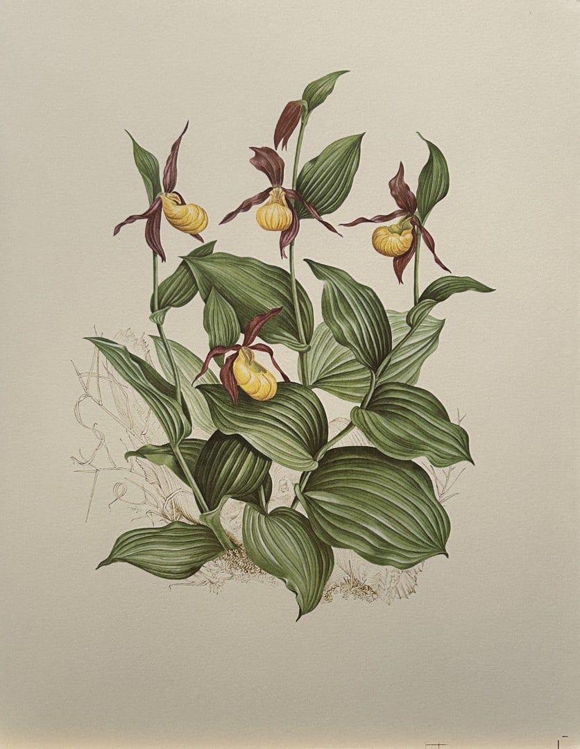 Mary Grierson - Beautiful lithograph of Orchids 1973: This stunning lithograph of orchids was drawn by the artist Mary A Grierson and is from Orchidaceae by Francis Hunt. Published by Bourton Press, Bourton, England 1973. The work gives an excellent intr