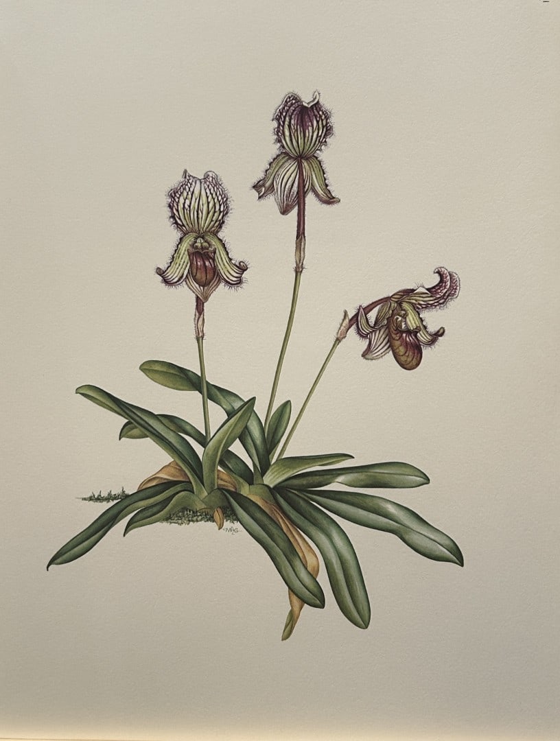 Mary Grierson - Beautiful lithograph of Orchids 1973: This stunning lithograph of orchids was drawn by the artist Mary A Grierson and is from Orchidaceae by Francis Hunt. Published by Bourton Press, Bourton, England 1973. The work gives an excellent intr