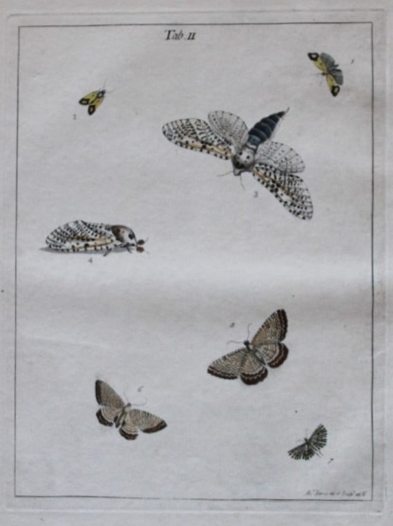 Moses Harris - Rare hand coloured engraving of Moths (Lepidoptera) 1776: These original hand-coloured copper-plate engravings of Flies - Chrysides & Muscae are from An Exposition of English Insects by Moses Harris. Printed for the author by Messrs Robson & Co London 1776.T