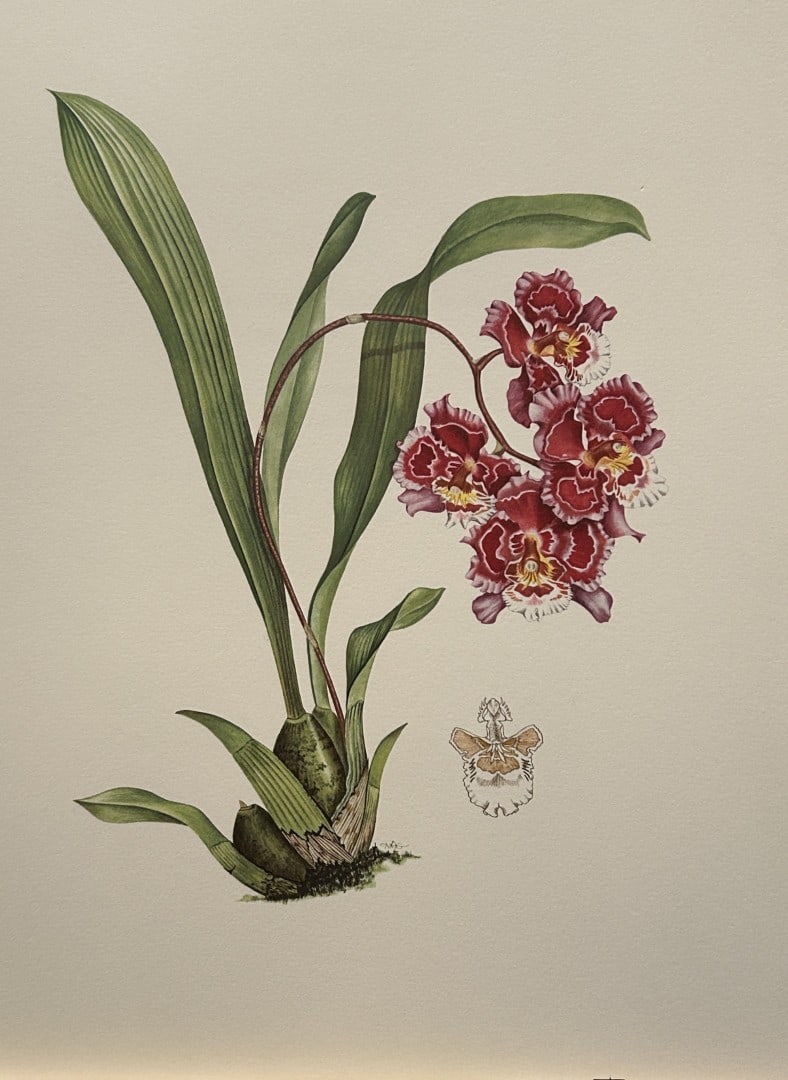 Mary Grierson - Beautiful lithograph of Orchids 1973: This stunning lithograph of orchids was drawn by the artist Mary A Grierson and is from Orchidaceae by Francis Hunt. Published by Bourton Press, Bourton, England 1973. The work gives an excellent intr