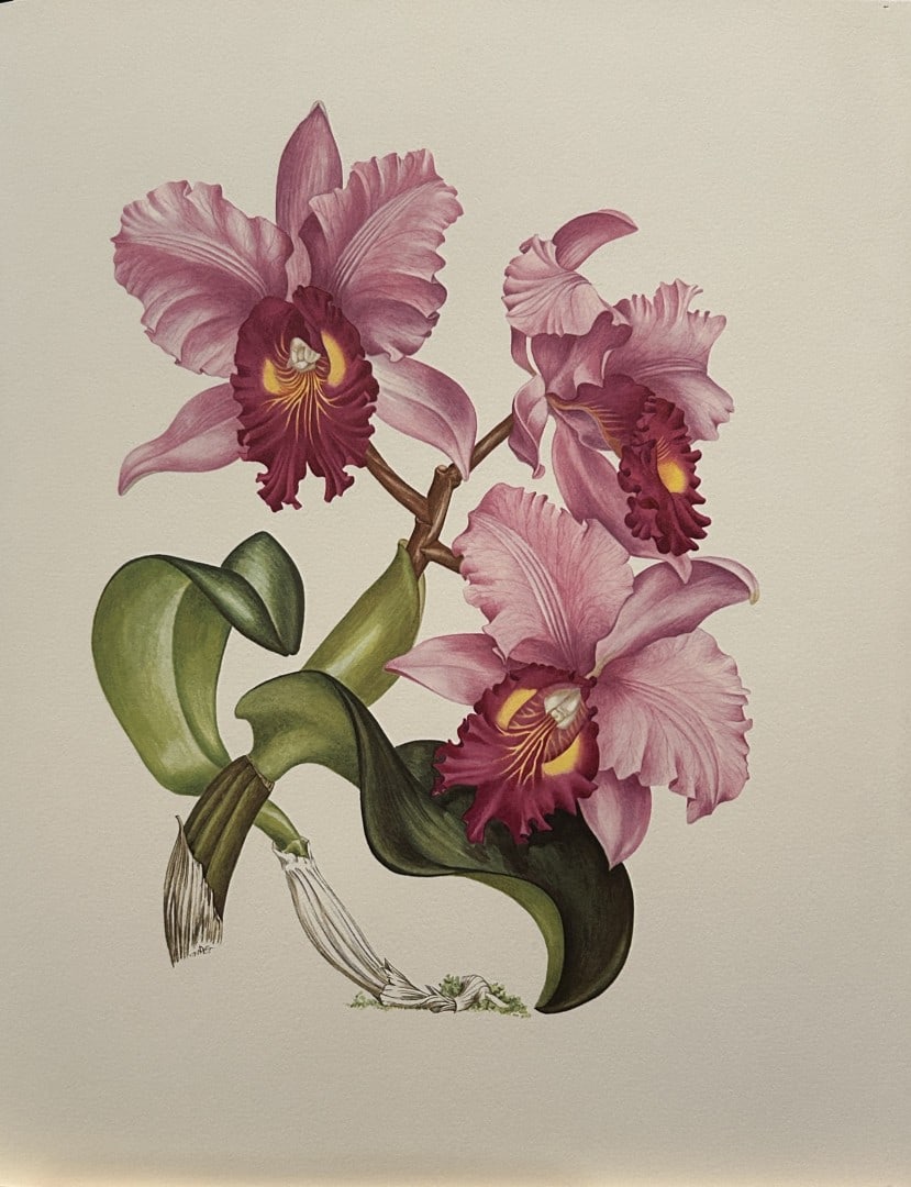 Mary Grierson - Beautiful lithograph of Orchids 1973: This stunning lithograph of orchids was drawn by the artist Mary A Grierson and is from Orchidaceae by Francis Hunt. Published by Bourton Press, Bourton, England 1973. The work gives an excellent intr