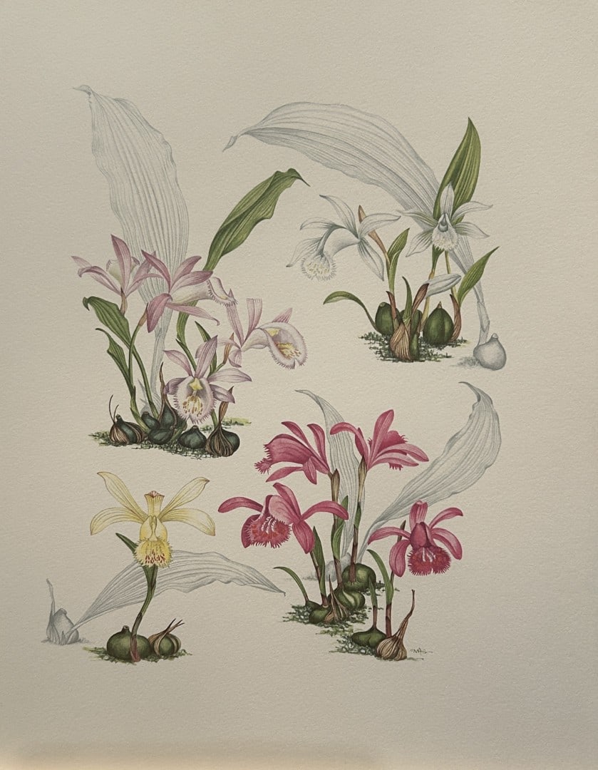 Mary Grierson - Beautiful lithograph of Orchids 1973: This stunning lithograph of orchids was drawn by the artist Mary A Grierson and is from Orchidaceae by Francis Hunt. Published by Bourton Press, Bourton, England 1973. The work gives an excellent intr
