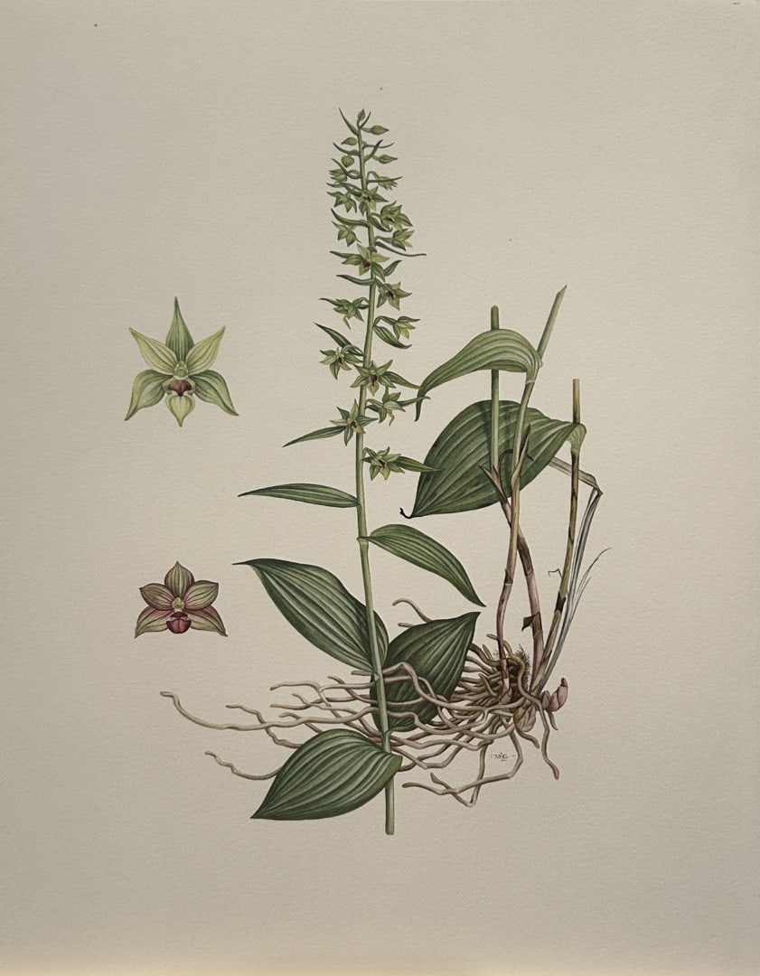 Mary Grierson - Beautiful lithograph of Orchids 1973: This stunning lithograph of orchids was drawn by the artist Mary A Grierson and is from Orchidaceae by Francis Hunt. Published by Bourton Press, Bourton, England 1973. The work gives an excellent intr