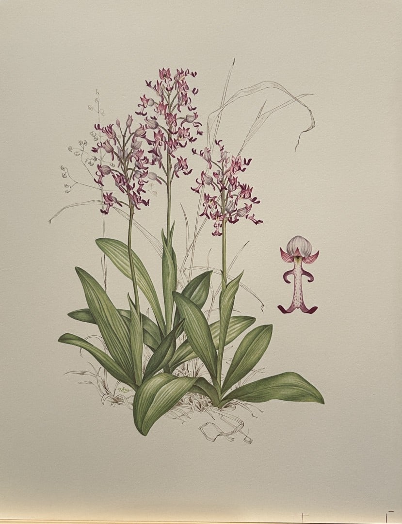 Mary Grierson - Beautiful lithograph of Orchids 1973: This stunning lithograph of orchids was drawn by the artist Mary A Grierson and is from Orchidaceae by Francis Hunt. Published by Bourton Press, Bourton, England 1973. The work gives an excellent intr