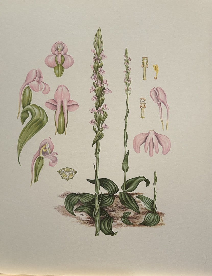 Mary Grierson - Beautiful lithograph of Orchids 1973: This stunning lithograph of orchids was drawn by the artist Mary A Grierson and is from Orchidaceae by Francis Hunt. Published by Bourton Press, Bourton, England 1973. The work gives an excellent intr