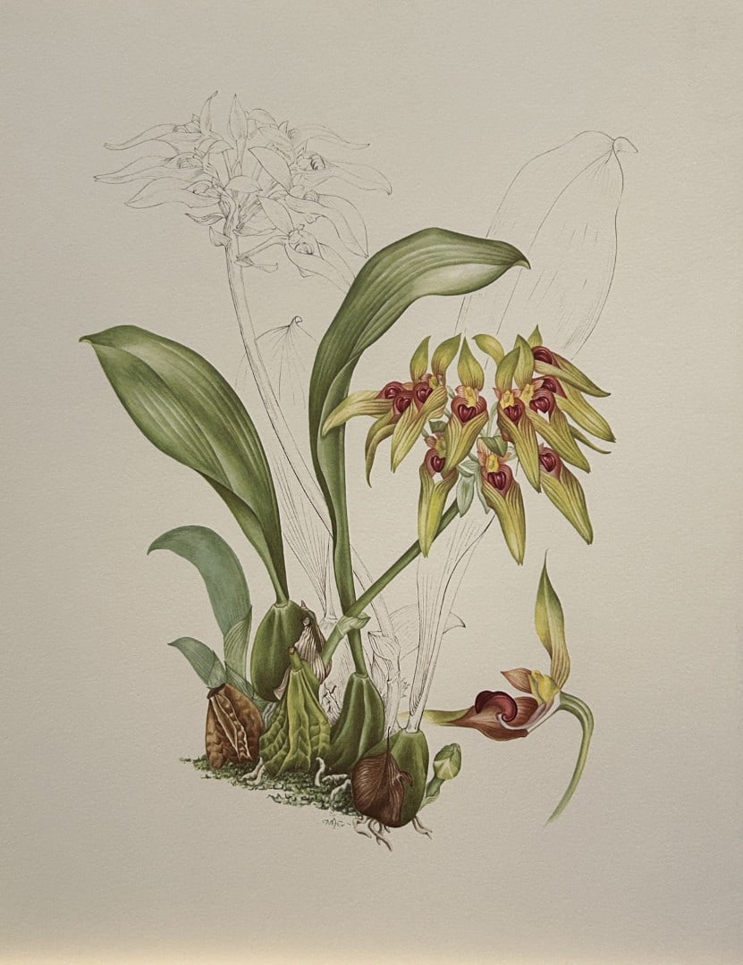 Mary Grierson - Beautiful lithograph of Orchids 1973: This stunning lithograph of orchids was drawn by the artist Mary A Grierson and is from Orchidaceae by Francis Hunt. Published by Bourton Press, Bourton, England 1973. The work gives an excellent intr