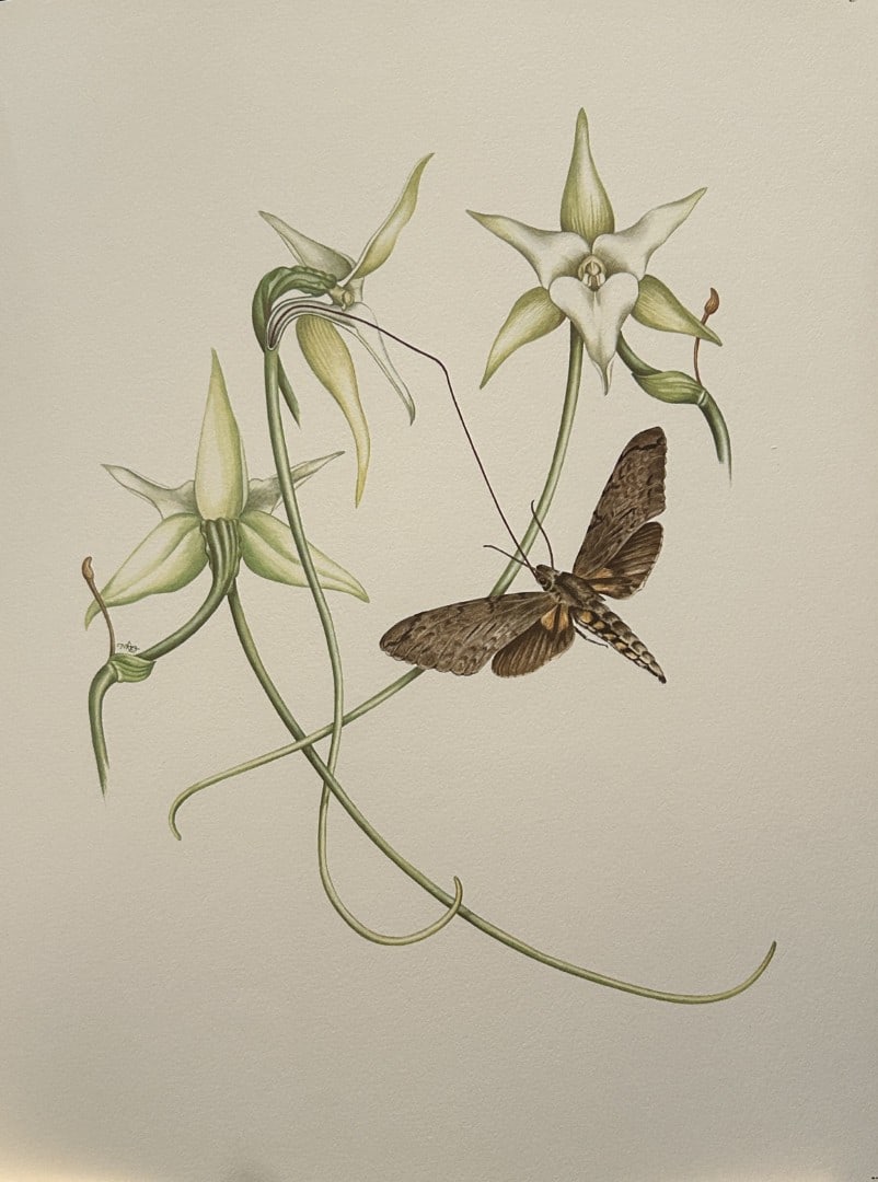 Mary Grierson - Beautiful lithograph of Orchids 1973: This stunning lithograph of orchids was drawn by the artist Mary A Grierson and is from Orchidaceae by Francis Hunt. Published by Bourton Press, Bourton, England 1973. The work gives an excellent intr