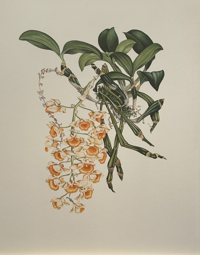 Mary Grierson - Beautiful lithograph of Orchids 1973: This stunning lithograph of orchids was drawn by the artist Mary A Grierson and is from Orchidaceae by Francis Hunt. Published by Bourton Press, Bourton, England 1973. The work gives an excellent intr
