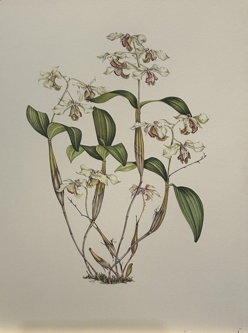 Mary Grierson - Beautiful lithograph of Orchids 1973: This stunning lithograph of orchids was drawn by the artist Mary A Grierson and is from Orchidaceae by Francis Hunt. Published by Bourton Press, Bourton, England 1973. The work gives an excellent intr