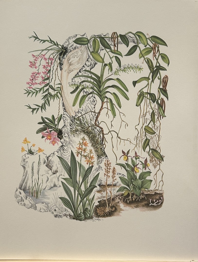 Mary Grierson - Beautiful lithograph of Orchids 1973: This stunning lithograph of orchids was drawn by the artist Mary A Grierson and is from Orchidaceae by Francis Hunt. Published by Bourton Press, Bourton, England 1973. The work gives an excellent intr