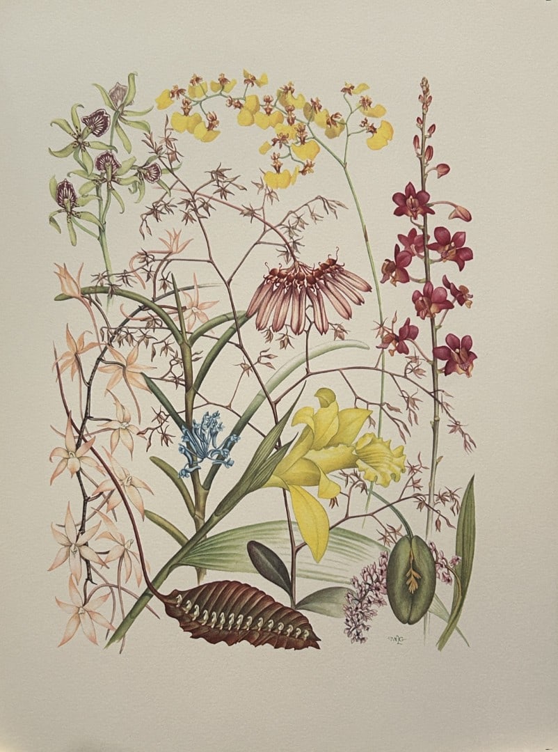 Mary Grierson - Beautiful lithograph of Orchids 1973: This stunning lithograph of orchids was drawn by the artist Mary A Grierson and is from Orchidaceae by Francis Hunt. Published by Bourton Press, Bourton, England 1973. The work gives an excellent intr