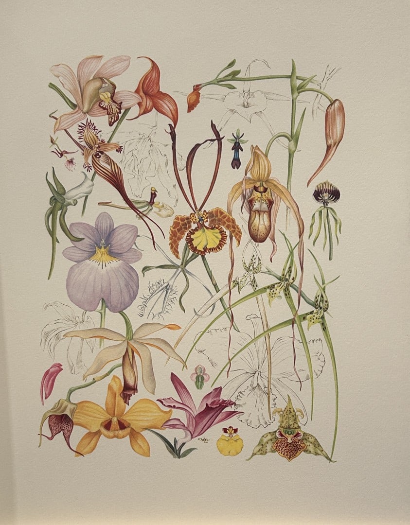 Mary Grierson - Beautiful lithograph of Orchids 1973: This stunning lithograph of orchids was drawn by the artist Mary A Grierson and is from Orchidaceae by Francis Hunt. Published by Bourton Press, Bourton, England 1973. The work gives an excellent intr