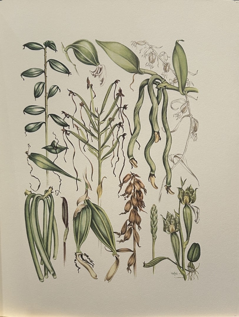 Mary Grierson - Beautiful lithograph of Orchids 1973: This stunning lithograph of orchids was drawn by the artist Mary A Grierson and is from Orchidaceae by Francis Hunt. Published by Bourton Press, Bourton, England 1973. The work gives an excellent intr