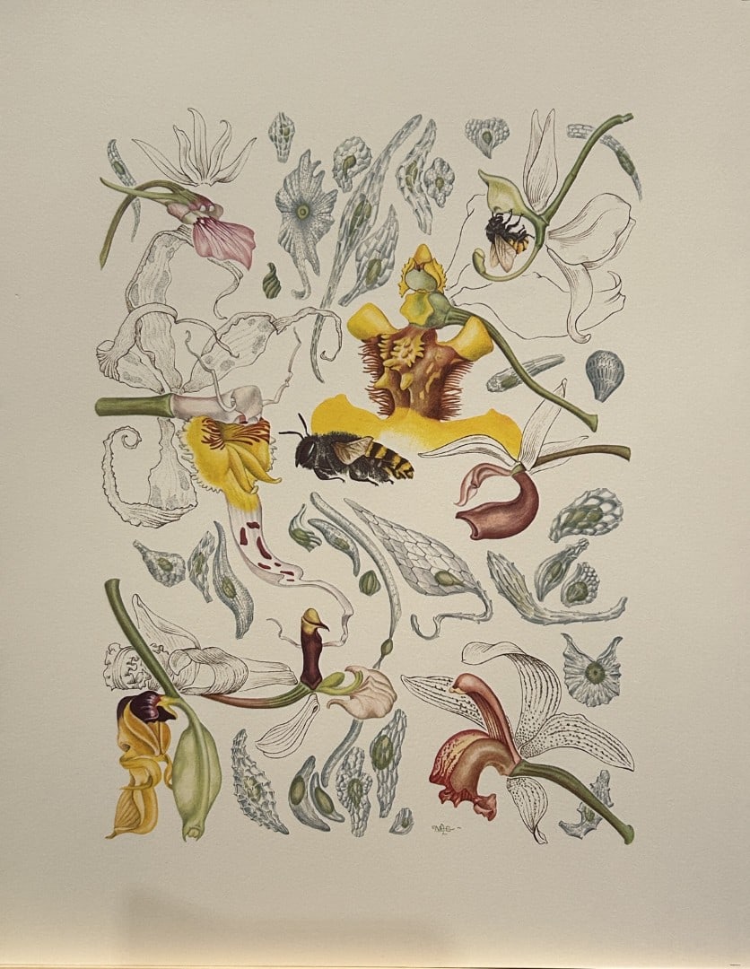 Mary Grierson - Beautiful lithograph of Orchids 1973: This stunning lithograph of orchids was drawn by the artist Mary A Grierson and is from Orchidaceae by Francis Hunt. Published by Bourton Press, Bourton, England 1973. The work gives an excellent intr