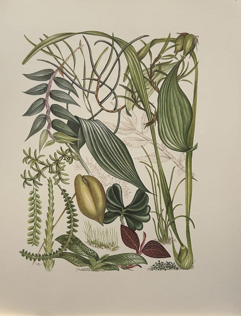 Mary Grierson - Beautiful lithograph of Orchids 1973: This stunning lithograph of orchids was drawn by the artist Mary A Grierson and is from Orchidaceae by Francis Hunt. Published by Bourton Press, Bourton, England 1973. The work gives an excellent intr