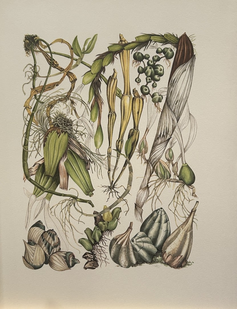Mary Grierson - Beautiful lithograph of Orchids 1973: This stunning lithograph of orchids was drawn by the artist Mary A Grierson and is from Orchidaceae by Francis Hunt. Published by Bourton Press, Bourton, England 1973. The work gives an excellent intr