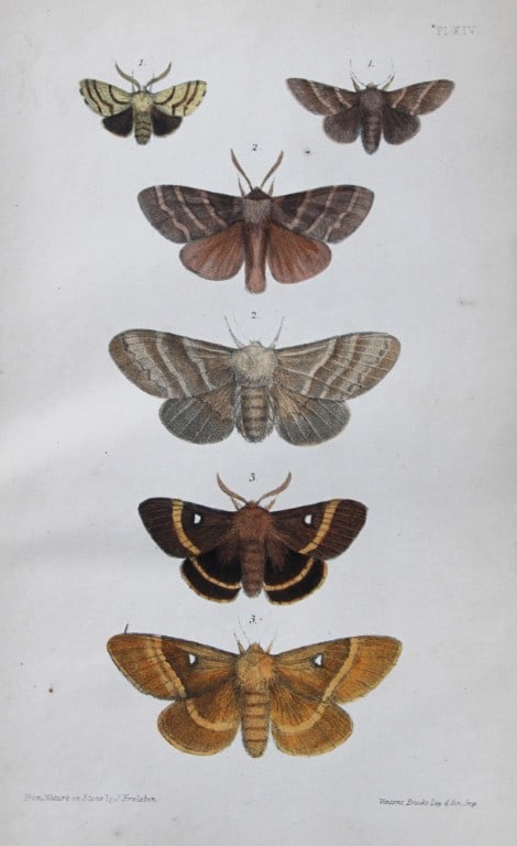 Rev. FO Morris - Print of British Moths 1872: This original hand coloured antique print is from ?A Natural History of British Moths by the Rev. F.O. Morris (published by Bell and Daldry, London 1872. The prints were produced by the process of pri