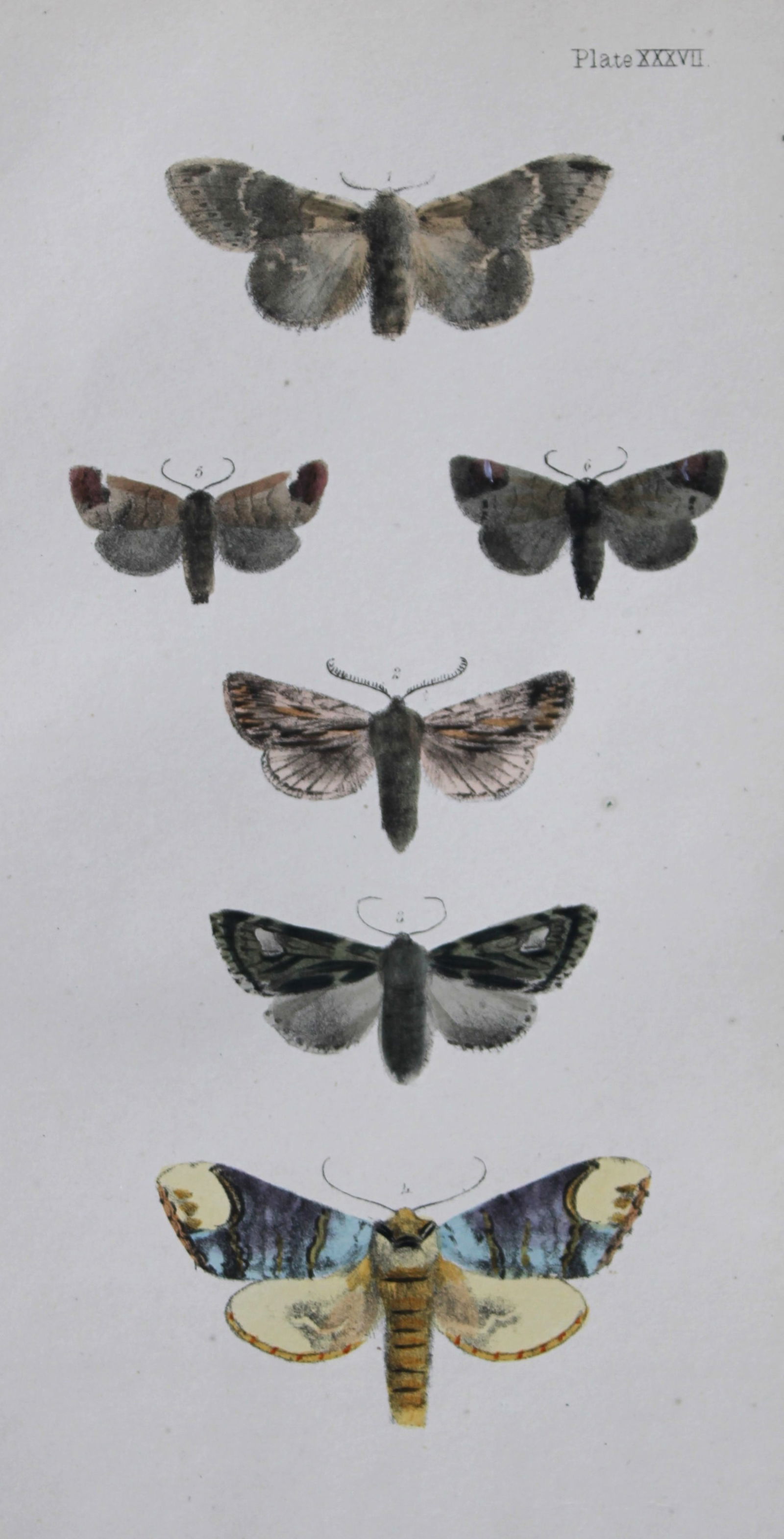 Rev. FO Morris - Print of British Moths 1872: This original hand coloured antique print is from ?A Natural History of British Moths by the Rev. F.O. Morris (published by Bell and Daldry, London 1872. The prints were produced by the process of pri