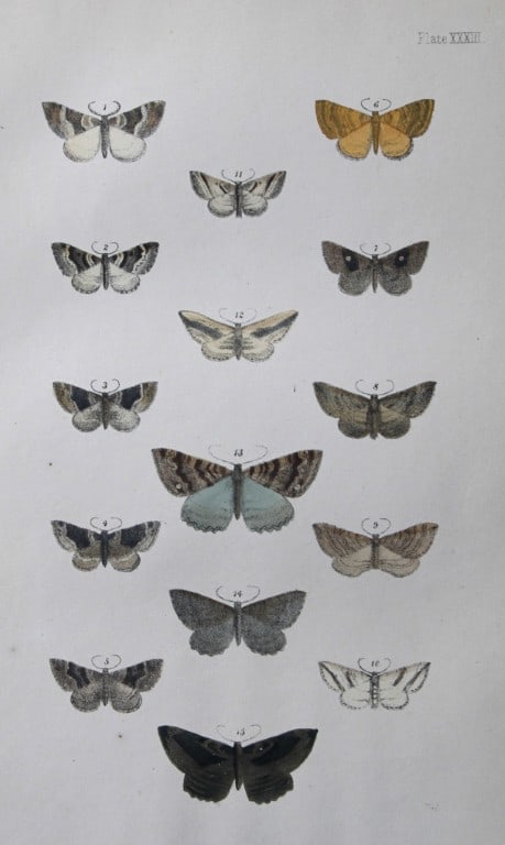 Rev. FO Morris - Print of British Moths 1872: This original hand coloured antique print is from ?A Natural History of British Moths by the Rev. F.O. Morris (published by Bell and Daldry, London 1872. The prints were produced by the process of pri