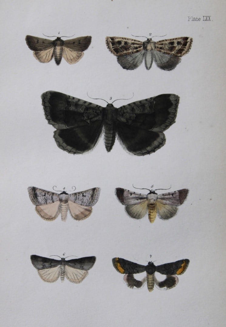 Rev. FO Morris - Print of British Moths 1872: This original hand coloured antique print is from ?A Natural History of British Moths by the Rev. F.O. Morris (published by Bell and Daldry, London 1872. The prints were produced by the process of pri