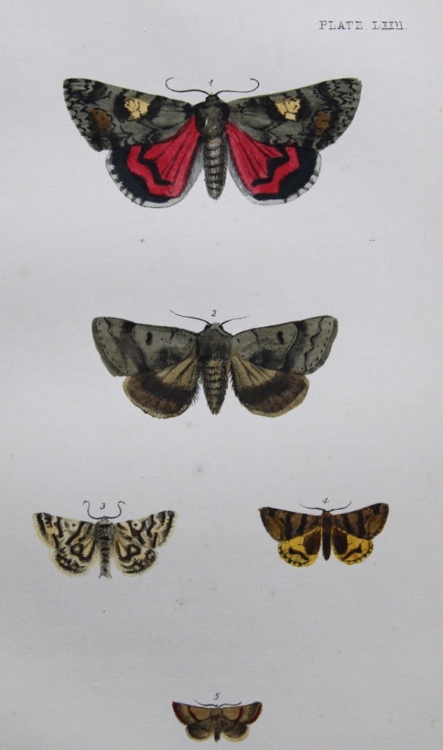 Rev. FO Morris - Print of British Moths 1872: This original hand coloured antique print is from ?A Natural History of British Moths by the Rev. F.O. Morris (published by Bell and Daldry, London 1872. The prints were produced by the process of pri