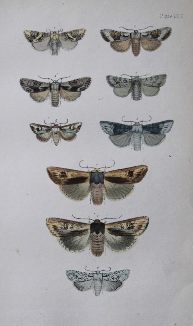 Rev. FO Morris - Print of British Moths 1872: This original hand coloured antique print is from ?A Natural History of British Moths by the Rev. F.O. Morris (published by Bell and Daldry, London 1872. The prints were produced by the process of pri