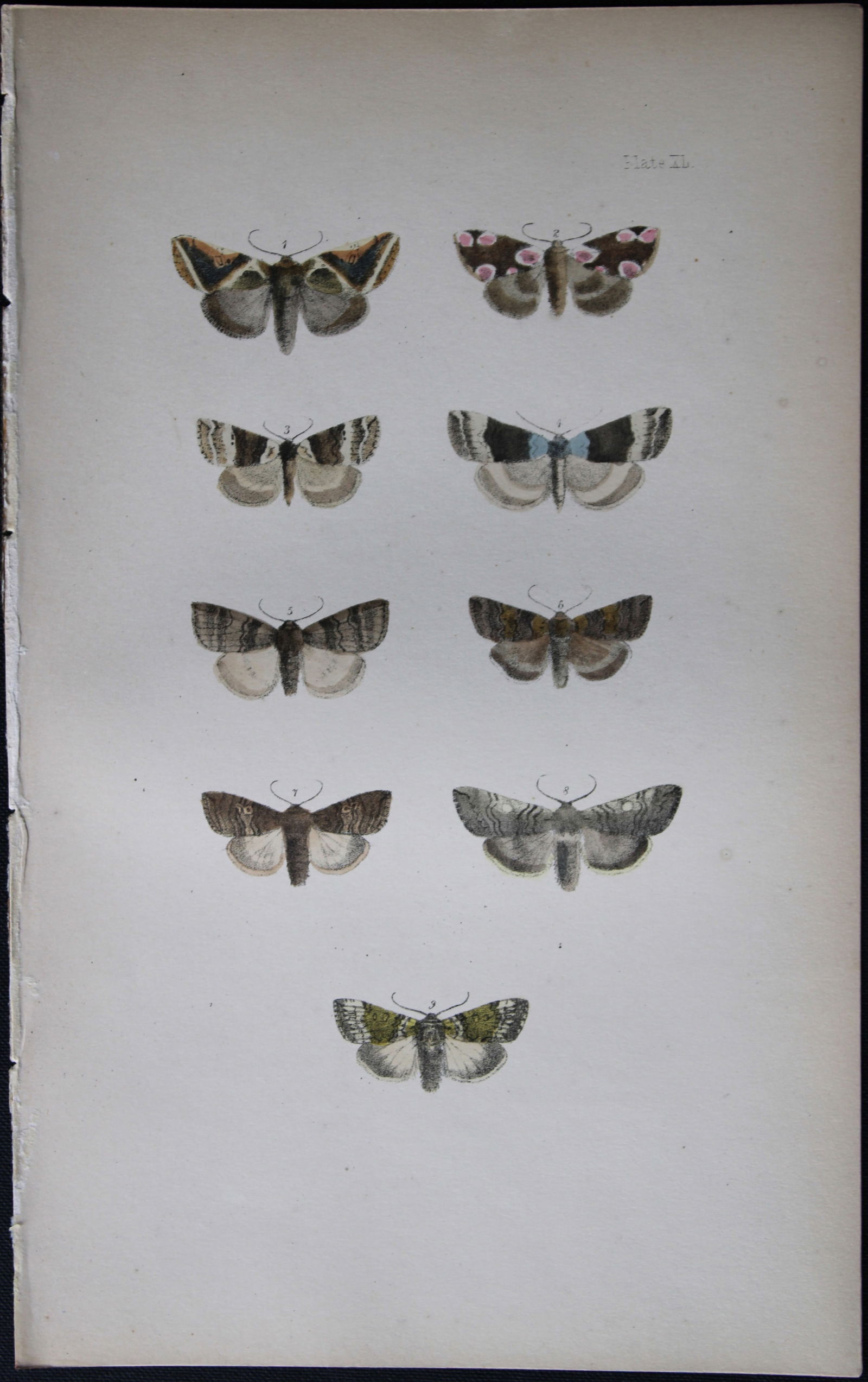 Rev. FO Morris - Print of British Moths 1872: This original hand coloured antique print is from ?A Natural History of British Moths by the Rev. F.O. Morris (published by Bell and Daldry, London 1872. The prints were produced by the process of pri