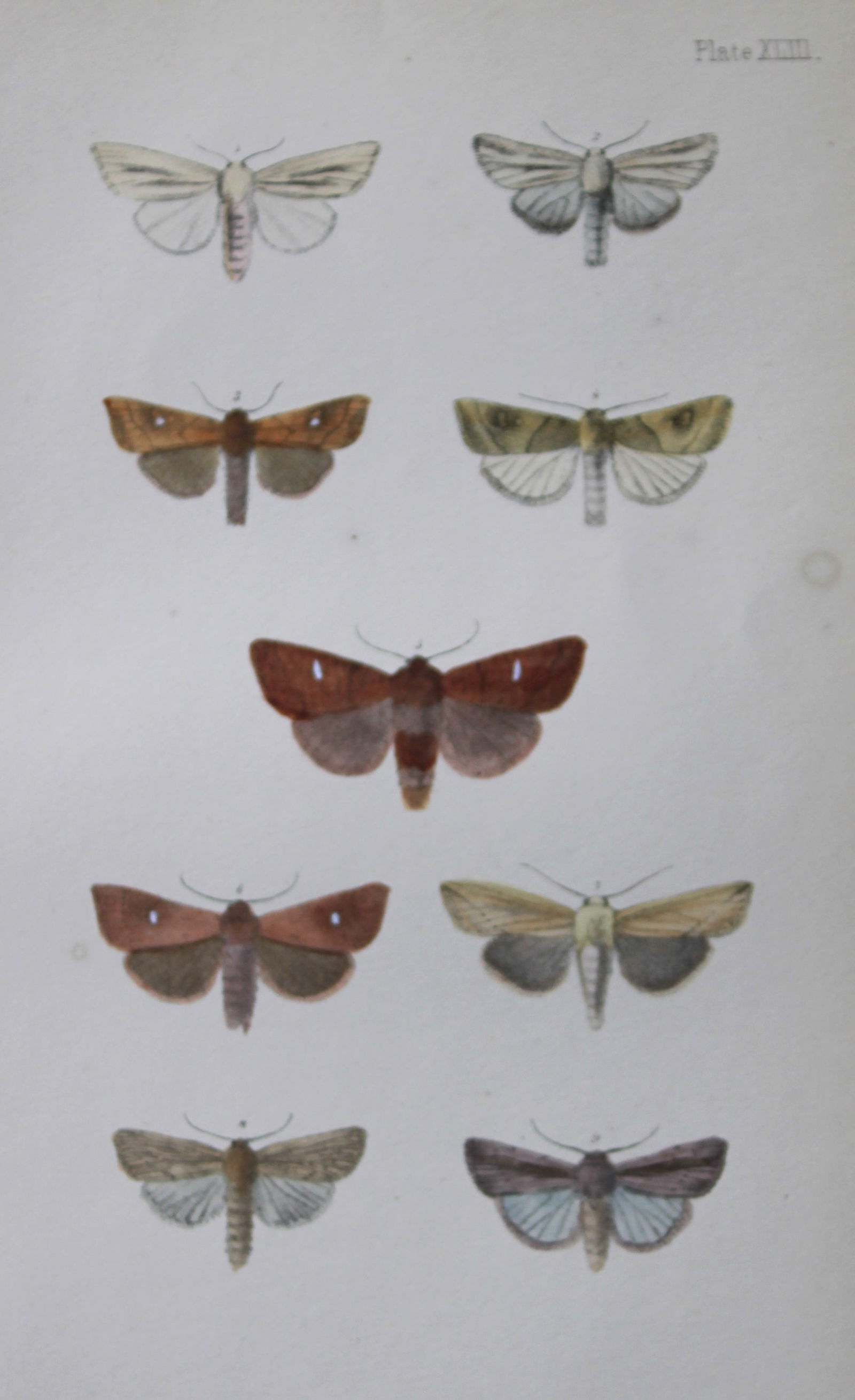Rev. FO Morris - Print of British Moths 1872: This original hand coloured antique print is from ?A Natural History of British Moths by the Rev. F.O. Morris (published by Bell and Daldry, London 1872. The prints were produced by the process of pri
