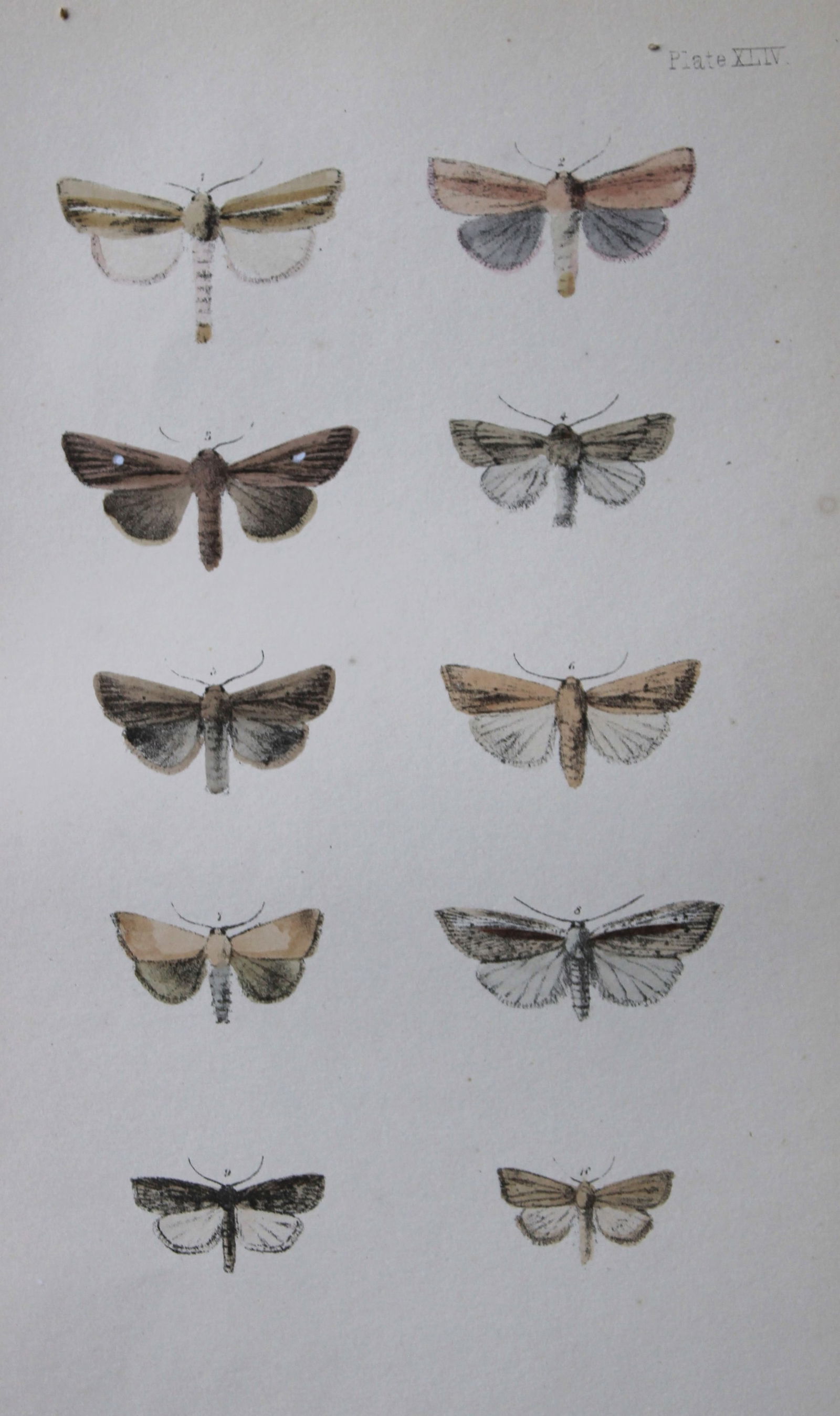 Rev. FO Morris - Print of British Moths 1872: This original hand coloured antique print is from ?A Natural History of British Moths by the Rev. F.O. Morris (published by Bell and Daldry, London 1872. The prints were produced by the process of pri