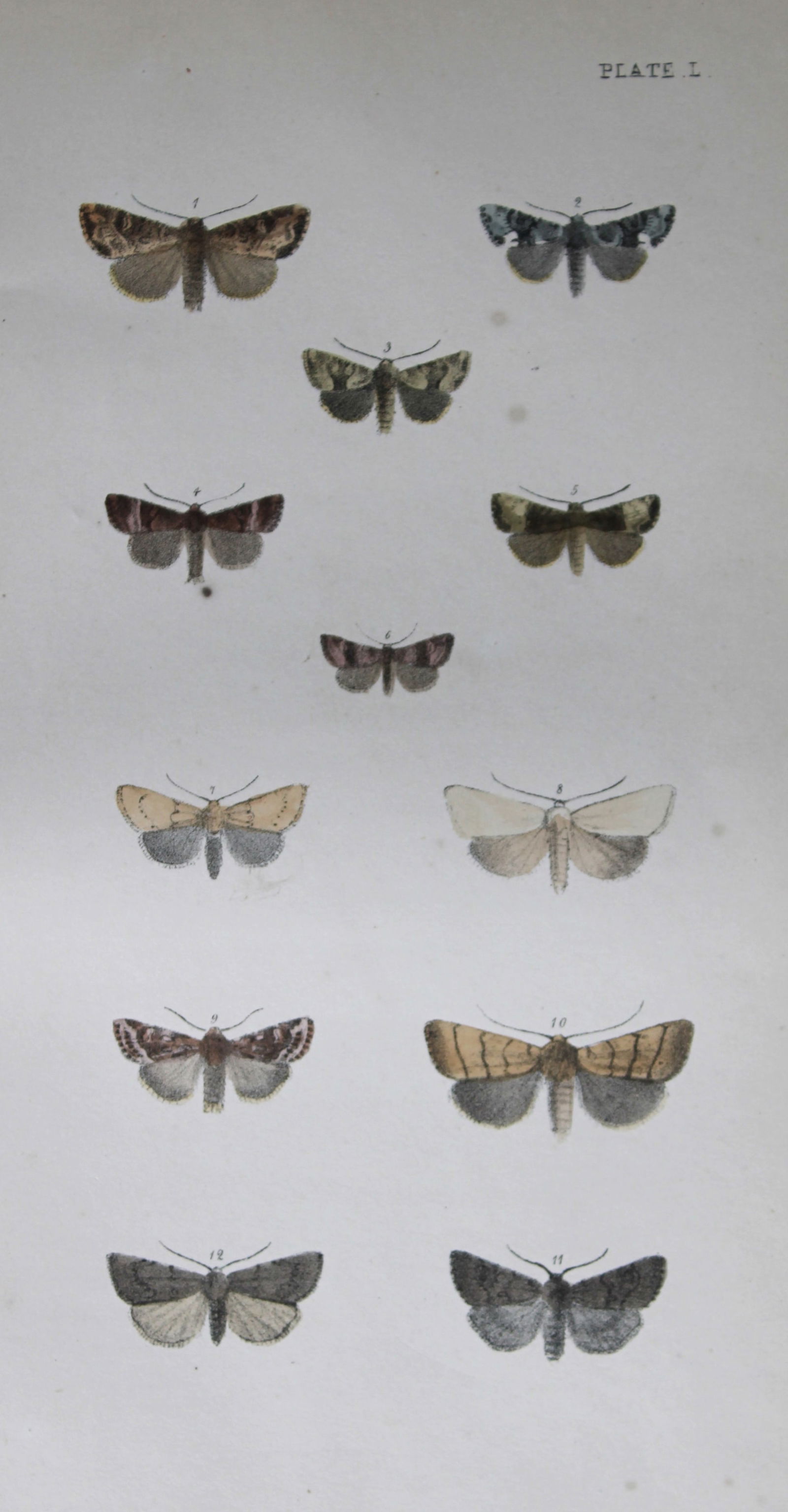 Rev. FO Morris - Print of British Moths 1872: This original hand coloured antique print is from ?A Natural History of British Moths by the Rev. F.O. Morris (published by Bell and Daldry, London 1872. The prints were produced by the process of pri